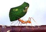 Képünkön egy szorgalmas hangya látható  ( www.afunk.com/insects/ants )